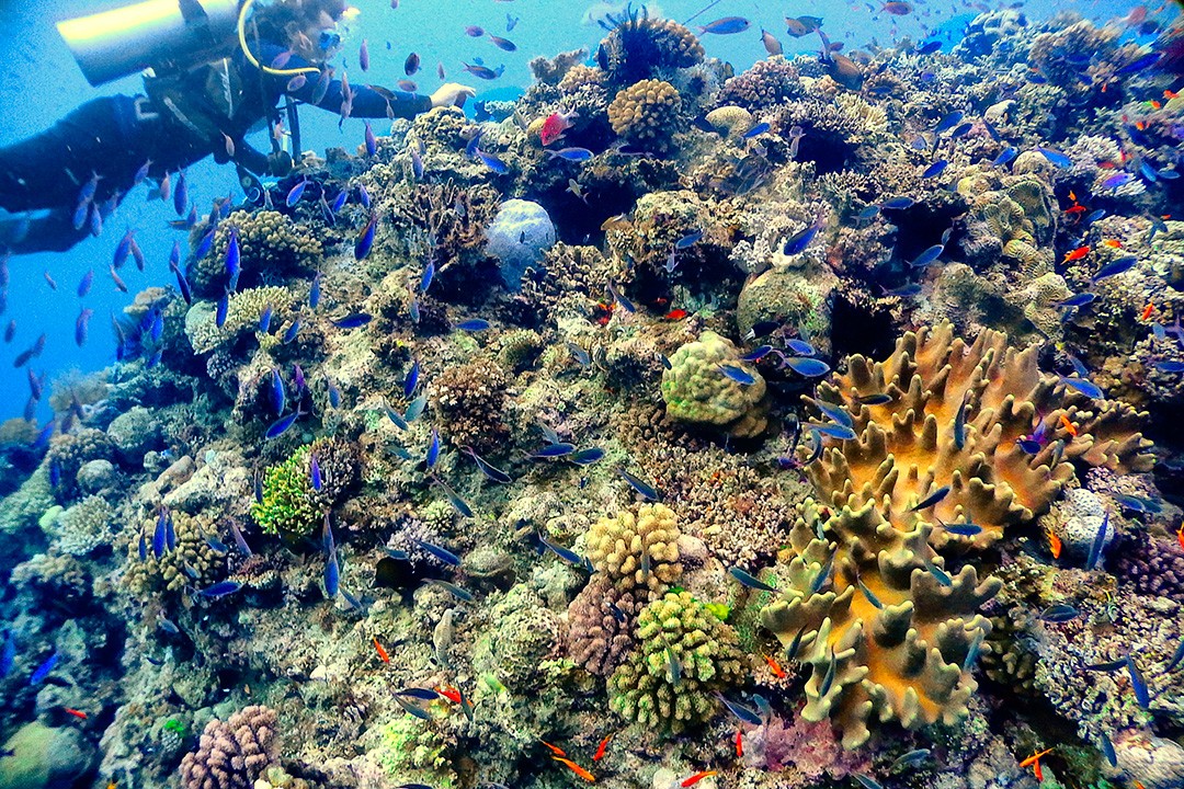 Tauchen Mit Steves Bommie Im Great Barrier Reef Eine Reise Wandern