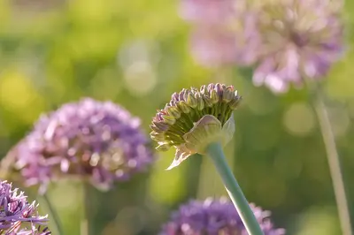 Natur oder Luxus? Der Konflikt um Comportas unberührte Landschaft!