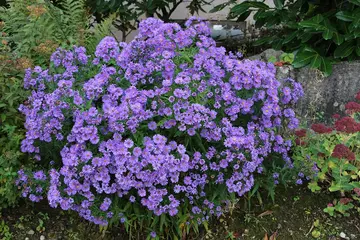 Kreuzfahrt-Albtraum: Dieser Buchungsfehler brachte die Familie in Not!