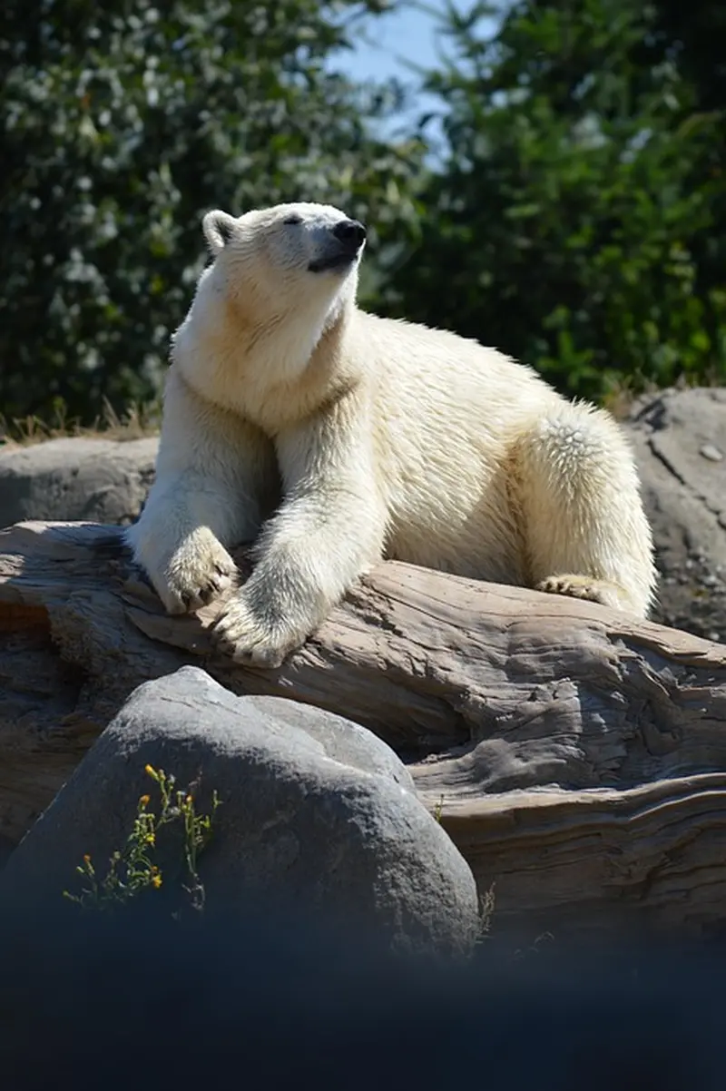 Eisbären in Gefahr: Expedition beleuchtet schmelzendes Eis und Nachwuchs!