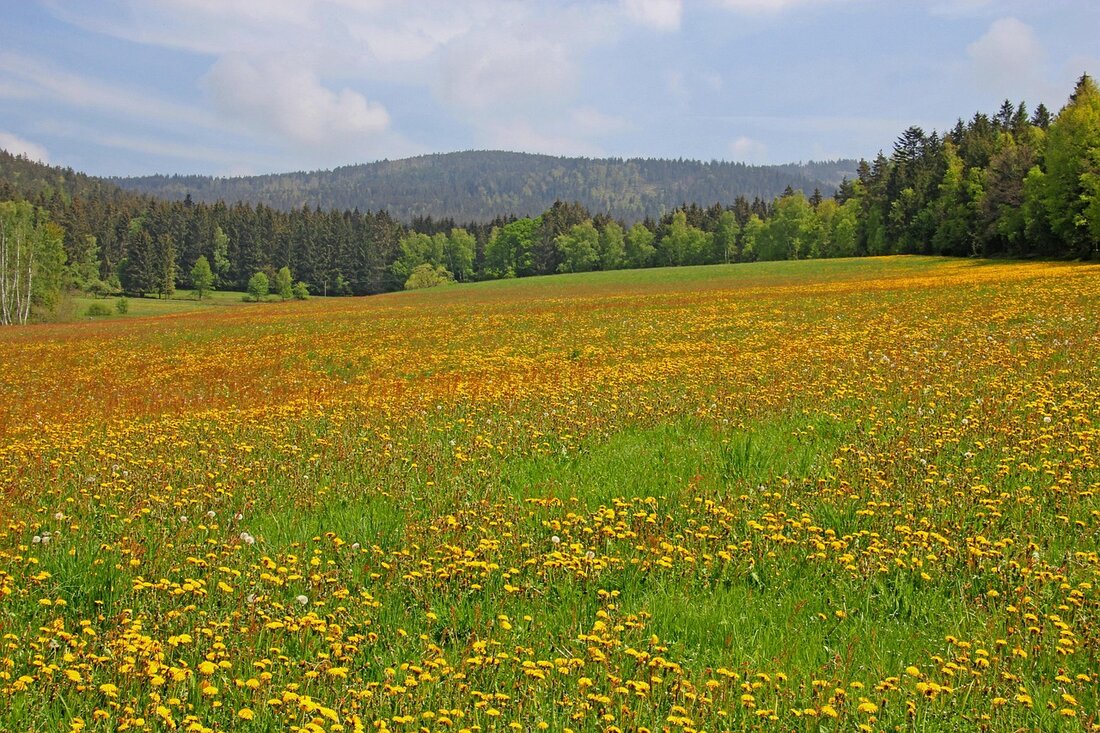 Entdecken Sie die besten Wanderwege in der Oberpfalz, von familienfreundlichen Routen bis zu kulturellen Highlights. Tipps zur Ausrüstung, Flora und Fauna sowie regionale Gastronomie erwarten Sie. Ideal für Naturliebhaber und Abenteuerlustige!