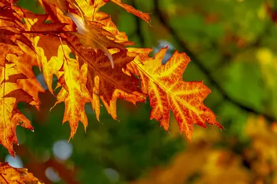 Warum ist der Herbst die ideale Reisezeit für einen Ferienhaus-Urlaub in Dänemark?