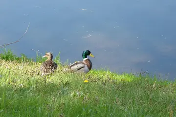Ehekrise in der Familie Hamelin: Thierrys verzweifelter Versuch zur Rettung!