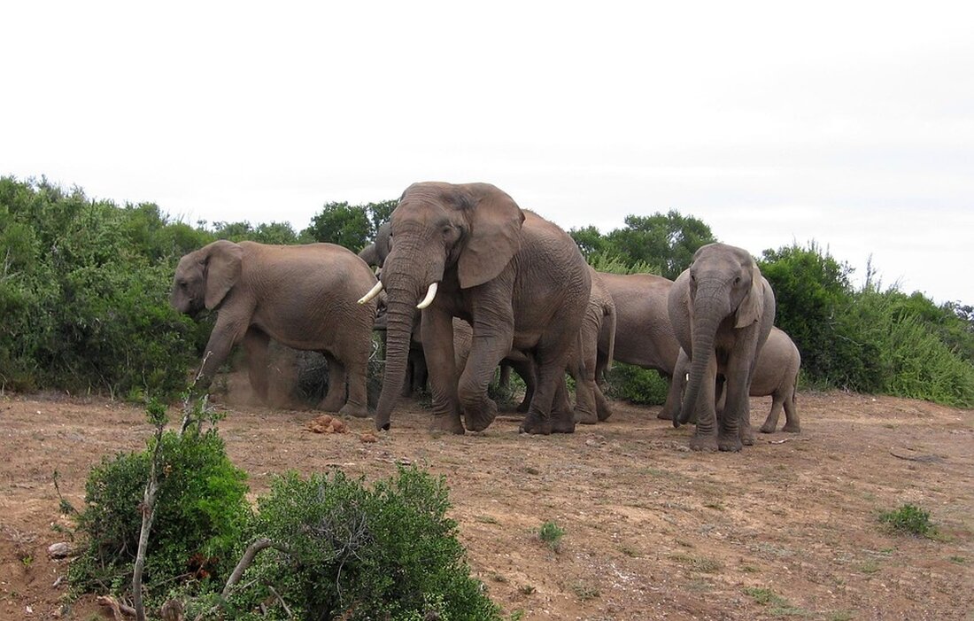 Entdecken Sie sichere Reiseziele in Afrika für 2025: Politische Stabilität, beeindruckende Natur und kulturelle Vielfalt warten auf Sie.