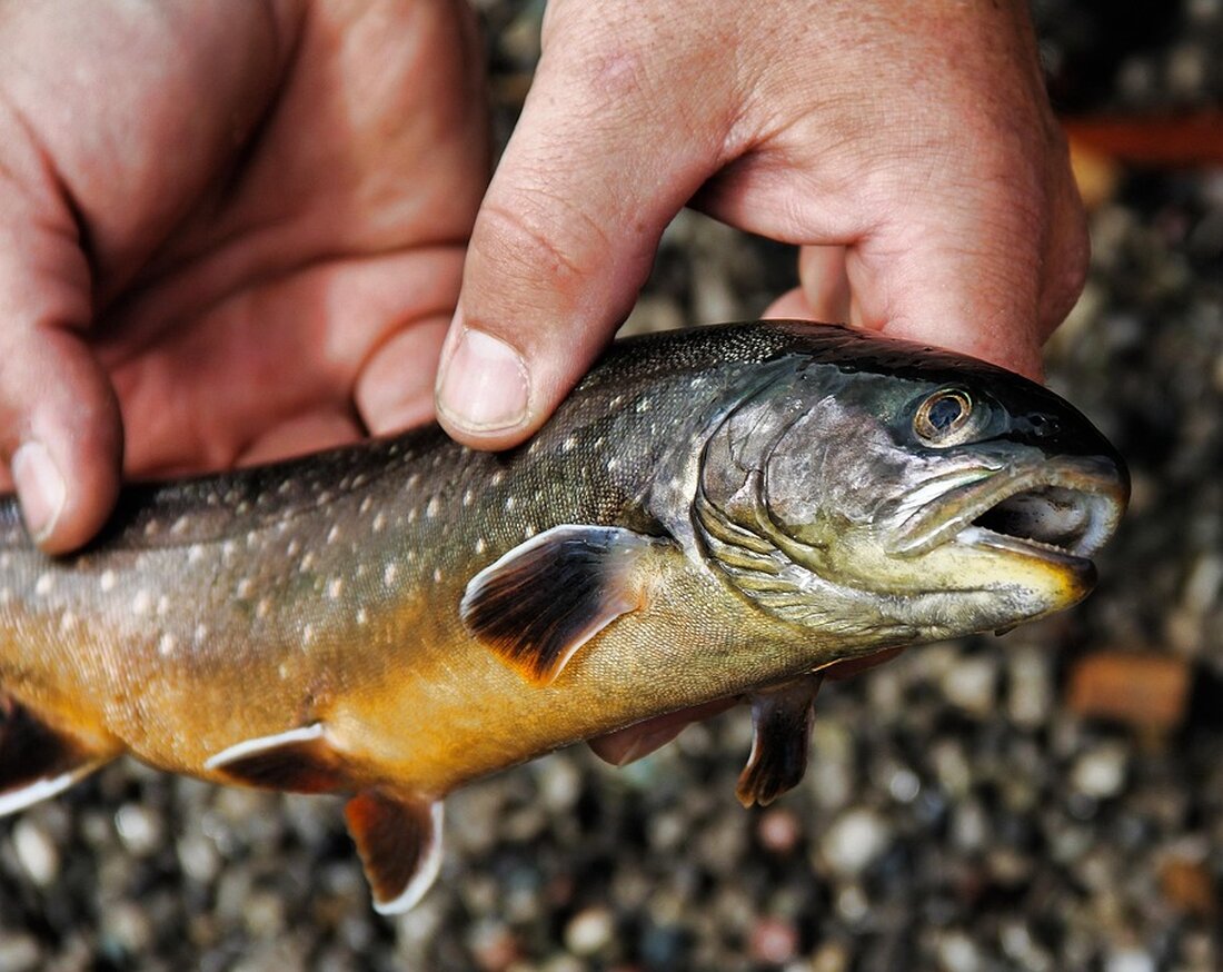 Entdecken Sie die wirtschaftliche Bedeutung des Angelsports in Mecklenburg-Vorpommern und seine Attraktivität für Angler.