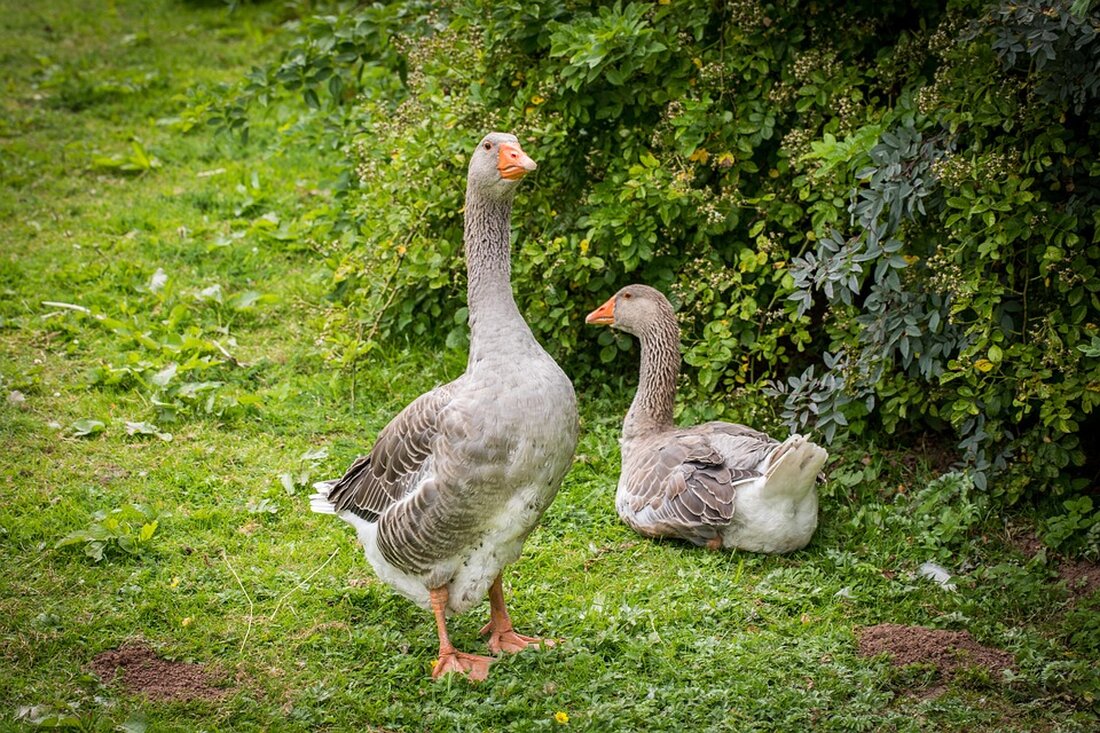 Entdecken Sie den Biohof Walz in der Oberpfalz: Tradition, Biodiversität und Urgetreideanbau für nachhaltigen Tourismus.
