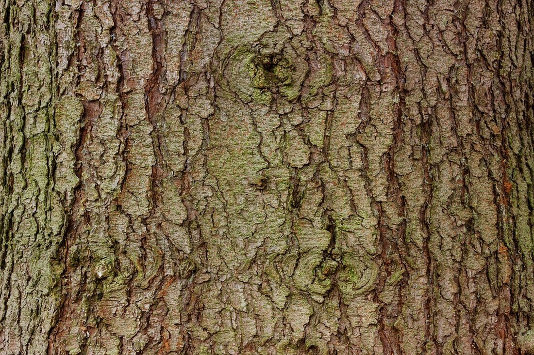 Entdecken Sie die Schönheit Borkens: von malerischer Natur über historische Highlights bis hin zu kulinarischen Spezialitäten und aufregenden Veranstaltungen!