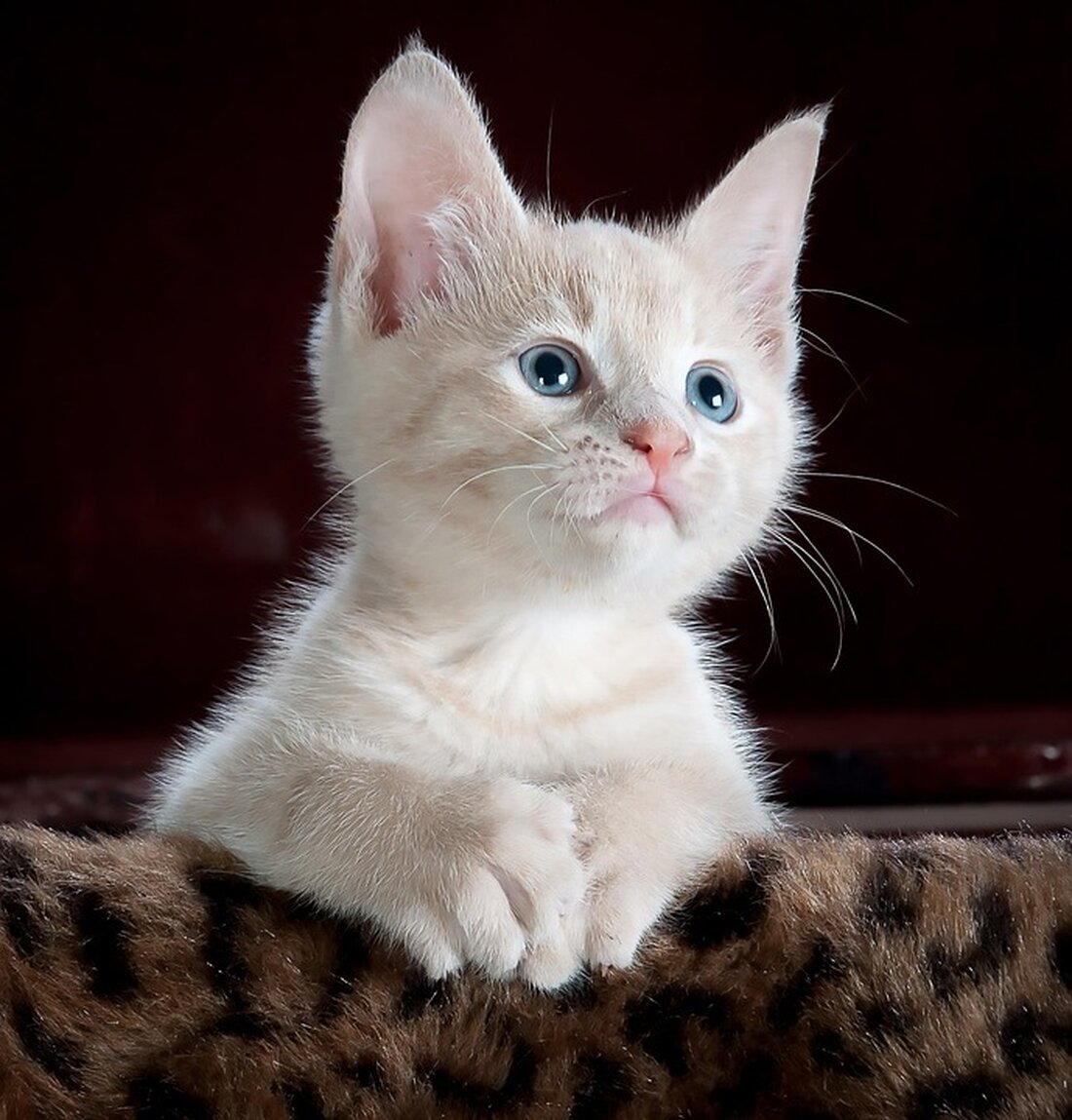 Am 31. Mai 2025 feierte der Cat Ba Central Bay mit neuen Attraktionen und zwei Guinness-Weltrekorden ein entscheidendes Tourismus-Highlight.
