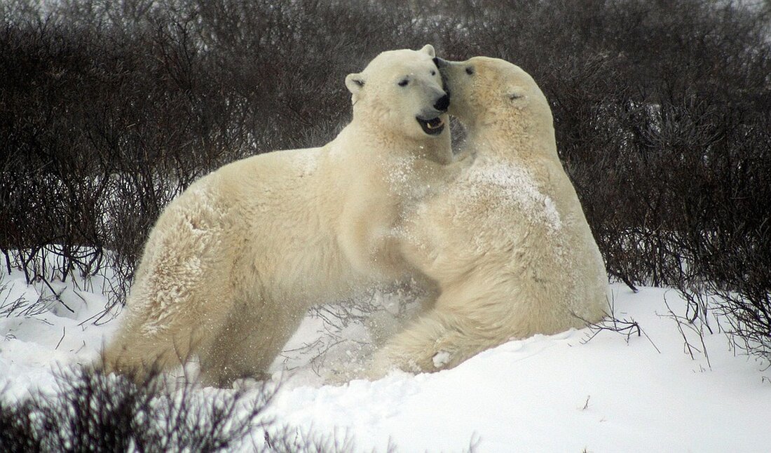 Eisbären in der Hudson Bay: Eine Doku über ihr Überleben im Angesicht der Klimaerwärmung und Drohungen durch das Aussterben.