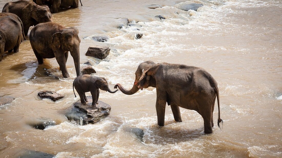 Elefanten in Thailand: Kultur, Herausforderungen und Schutzmaßnahmen im Fokus für nachhaltigen Tourismus und Tierwohl.