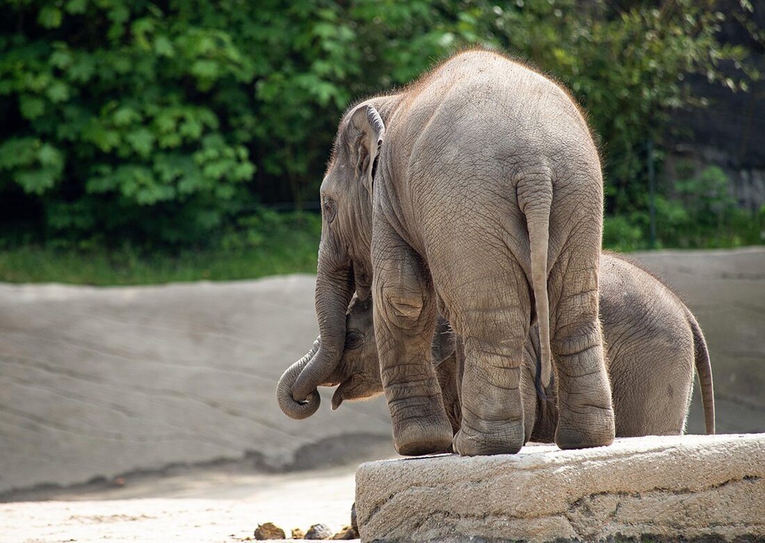Erfahren Sie, wie Elefanten in Thailand, kulturell bedeutend, unter Druck durch Tourismus und Umweltveränderungen leiden und welche Initiativen helfen.