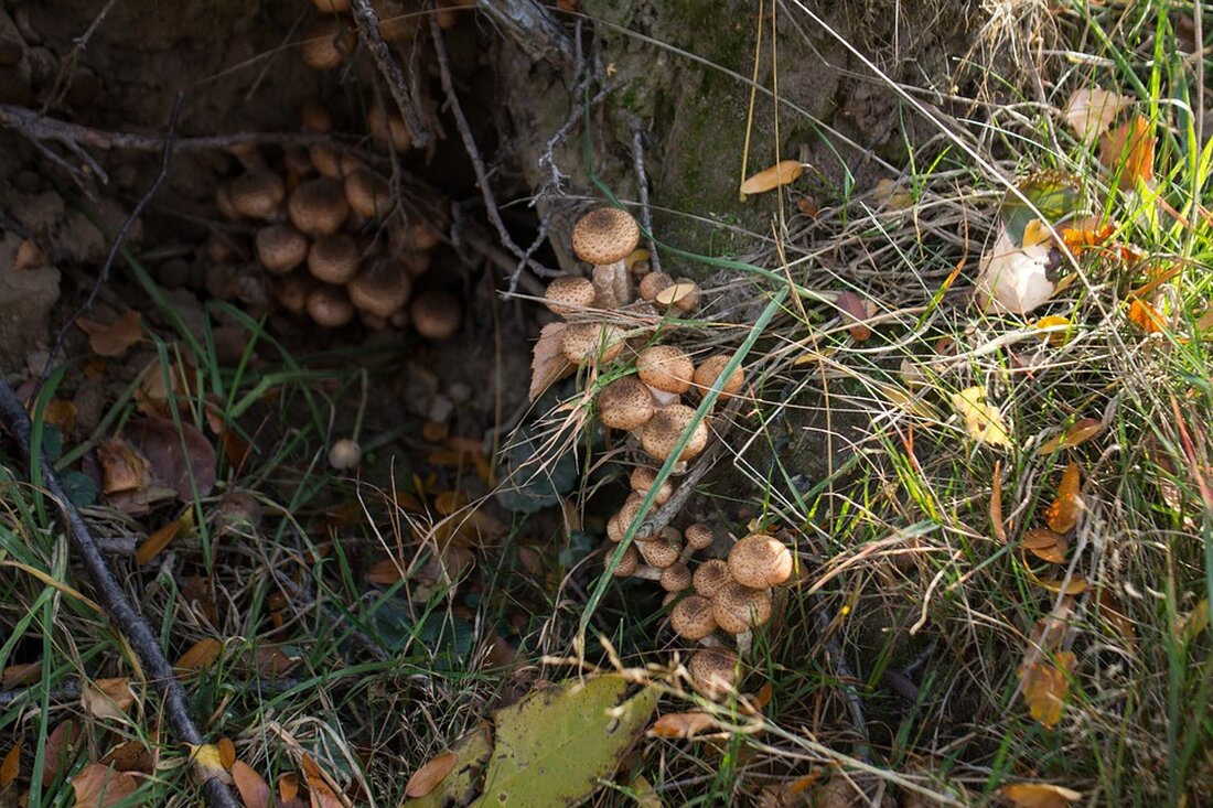 Erleben Sie Segelabenteuer in Kroatien: Tipps zu Revierinfos, maritimen Höhepunkten und Wanderungen zwischen malerischen Inseln.