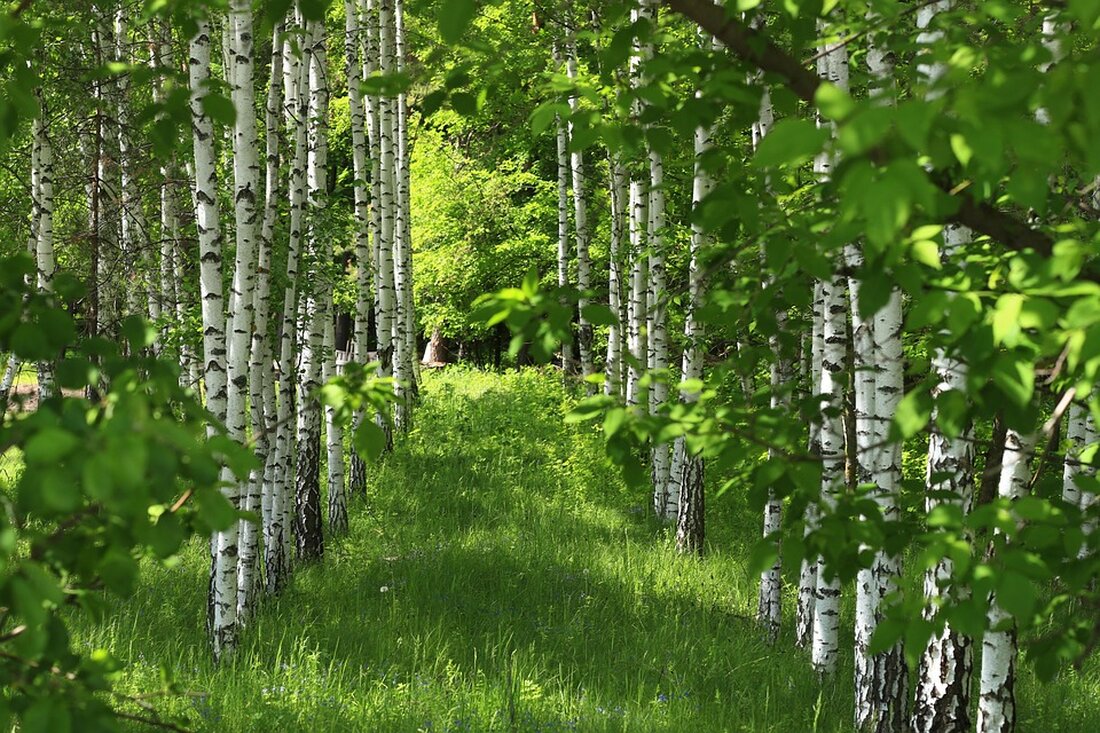 Erleben Sie eine geführte Wanderung im Naturschutzgebiet Biesenthaler Becken am 8. Juni 2025. Genießen Sie die Natur!