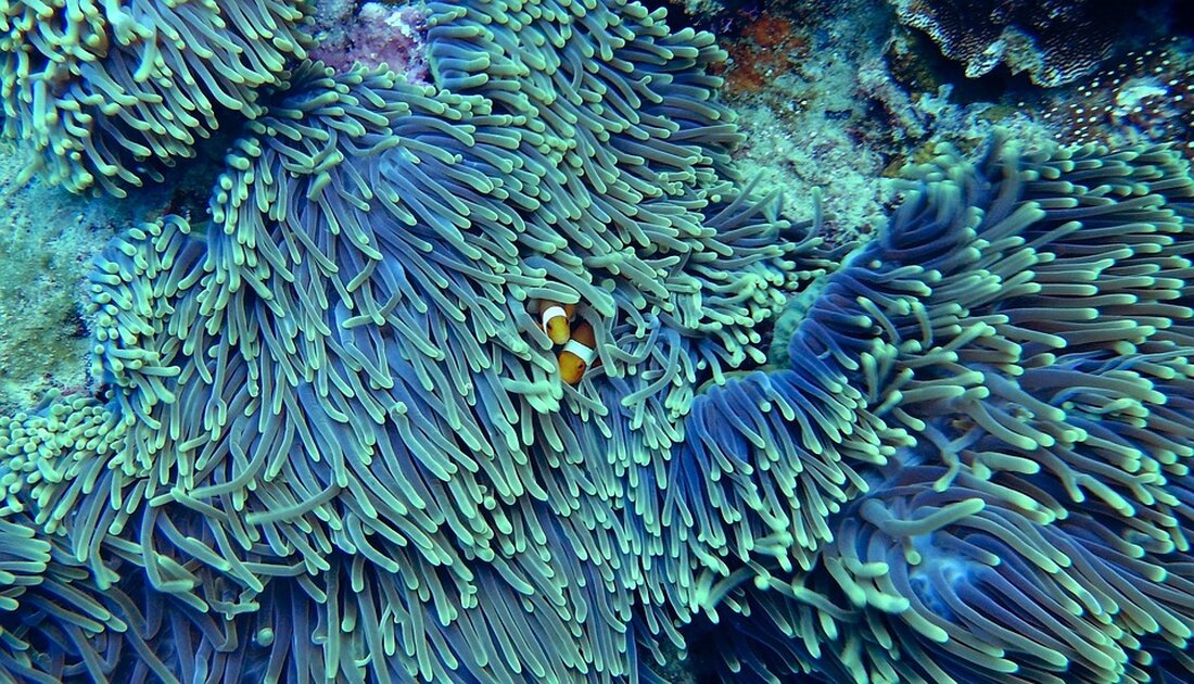 Coral Travel und Ferien Touristik starten Buchungen für Sommer 2026. Entdecken Sie attraktive Reiseziele bis August 2026!