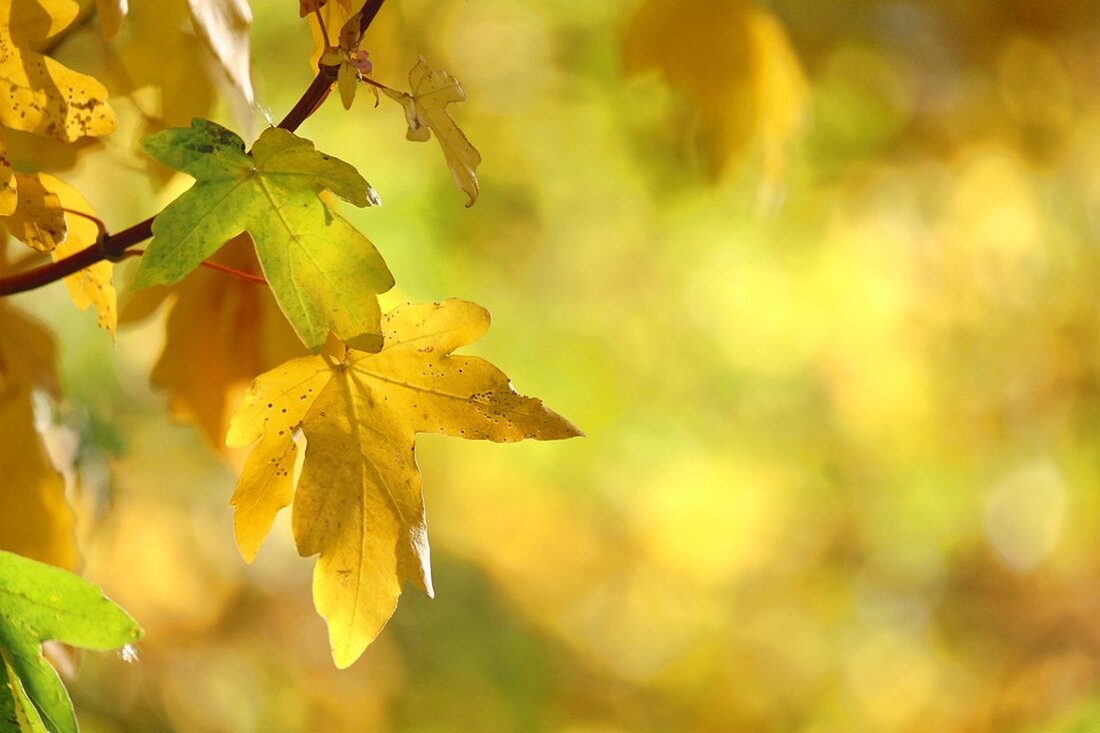 Entdecken Sie die besten Herbst-Reiseziele in Europa und der Ukraine für einen entspannenden Urlaub ohne Touristenmassen.