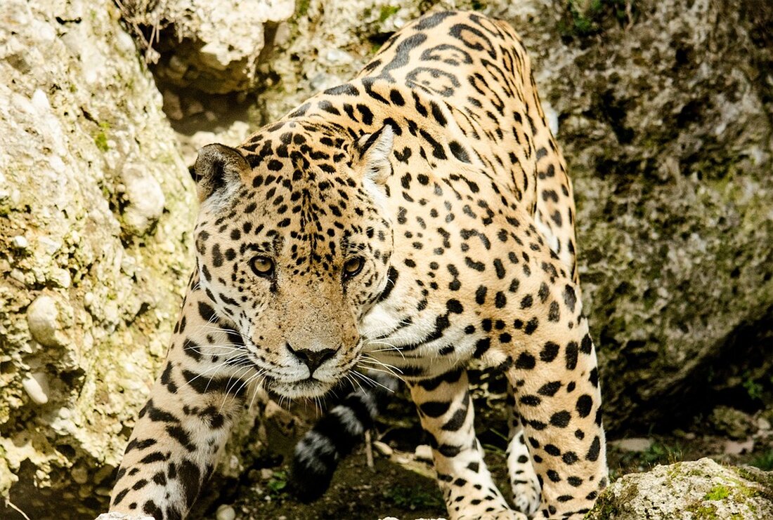 Die Jacksonville Jaguars starten am 16.05.2025 eine transformative Reise mit neuen Trainern und einem frischen Kader, um ihre Zukunft zu definieren.