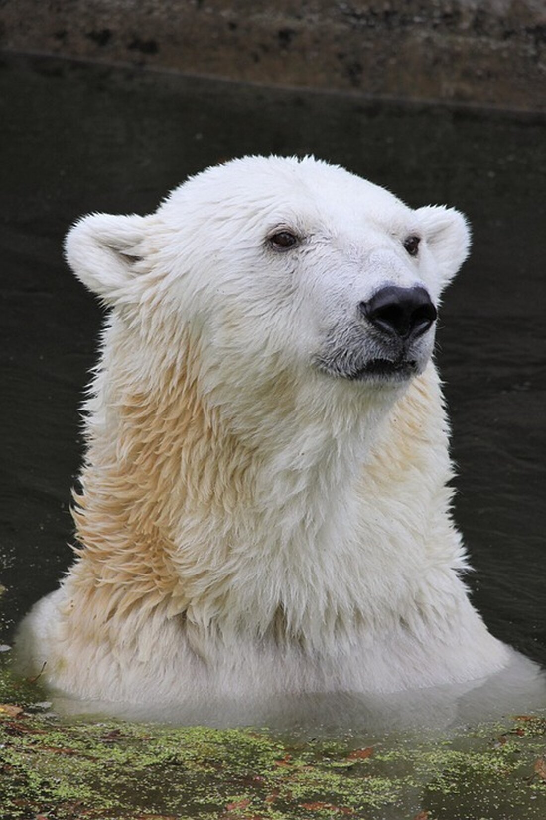 Entdecken Sie Fortschritte und Herausforderungen im Klimaschutz der Kreuzfahrtbranche am 15.10.2025. Informieren Sie sich jetzt!