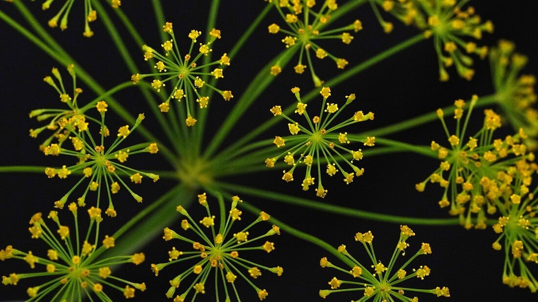Entdecken Sie die Schönheit des Lahn-Dill-Kreises: von malerischen Landschaften und historischen Highlights bis zu kulinarischen Genüssen und abwechslungsreichen Freizeitmöglichkeiten.