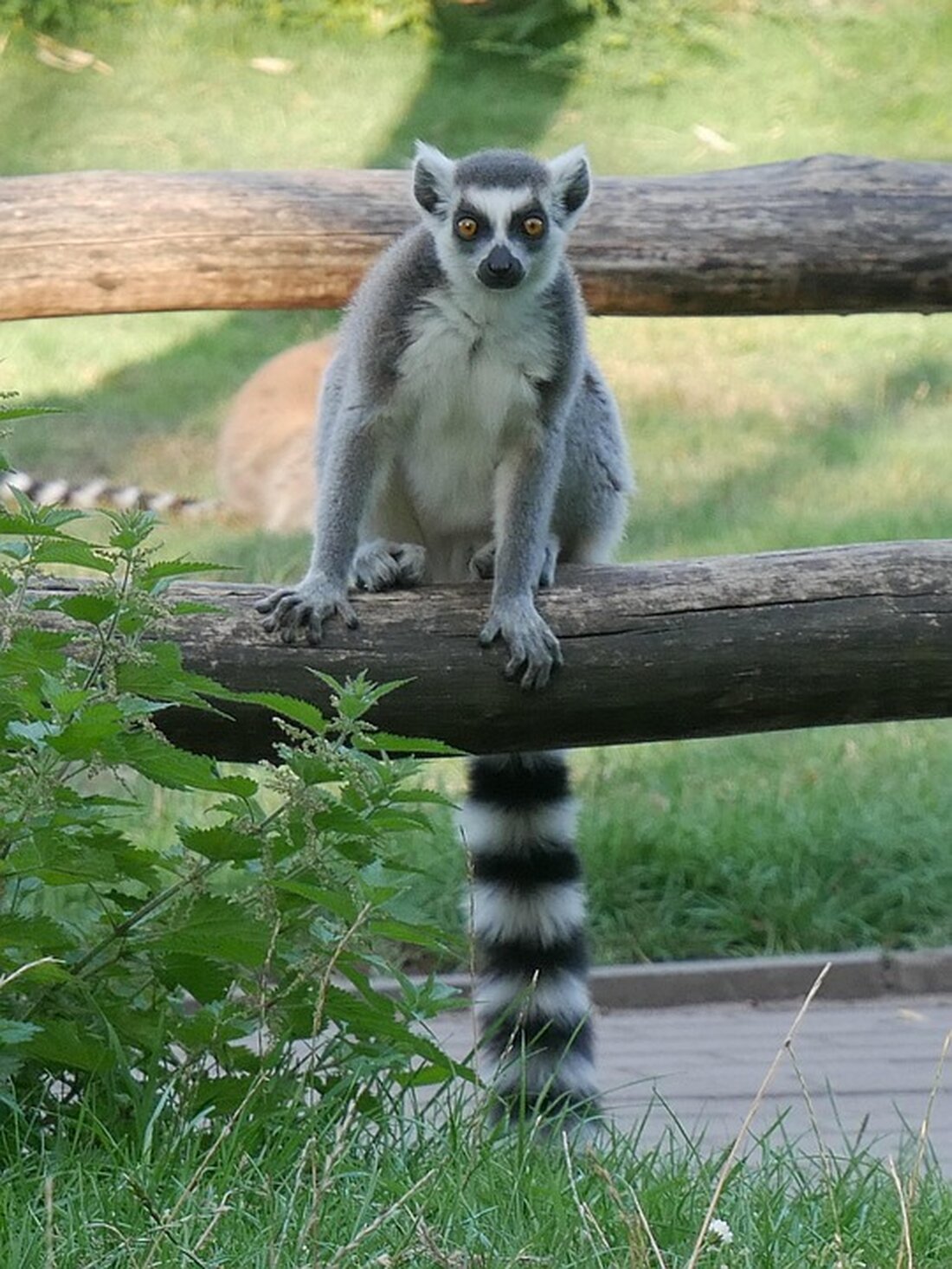 Reisesicherheit in Madagaskar: Aktuelle Unruhen und politische Spannungen erfordern Vorsicht bei Reisen. Informieren Sie sich jetzt!