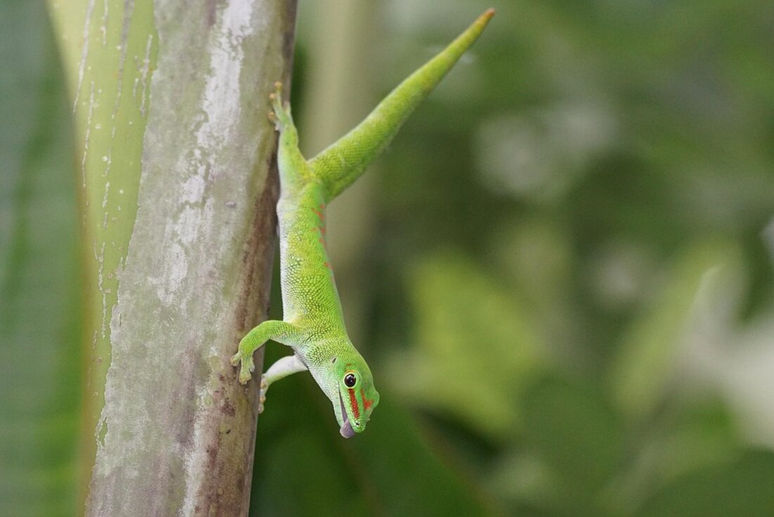 Am 25. Mai 2025 wird über den illegalen Pangolinhandel und Rettungsmaßnahmen im Cuc Phuong Nationalpark, Vietnam, berichtet.