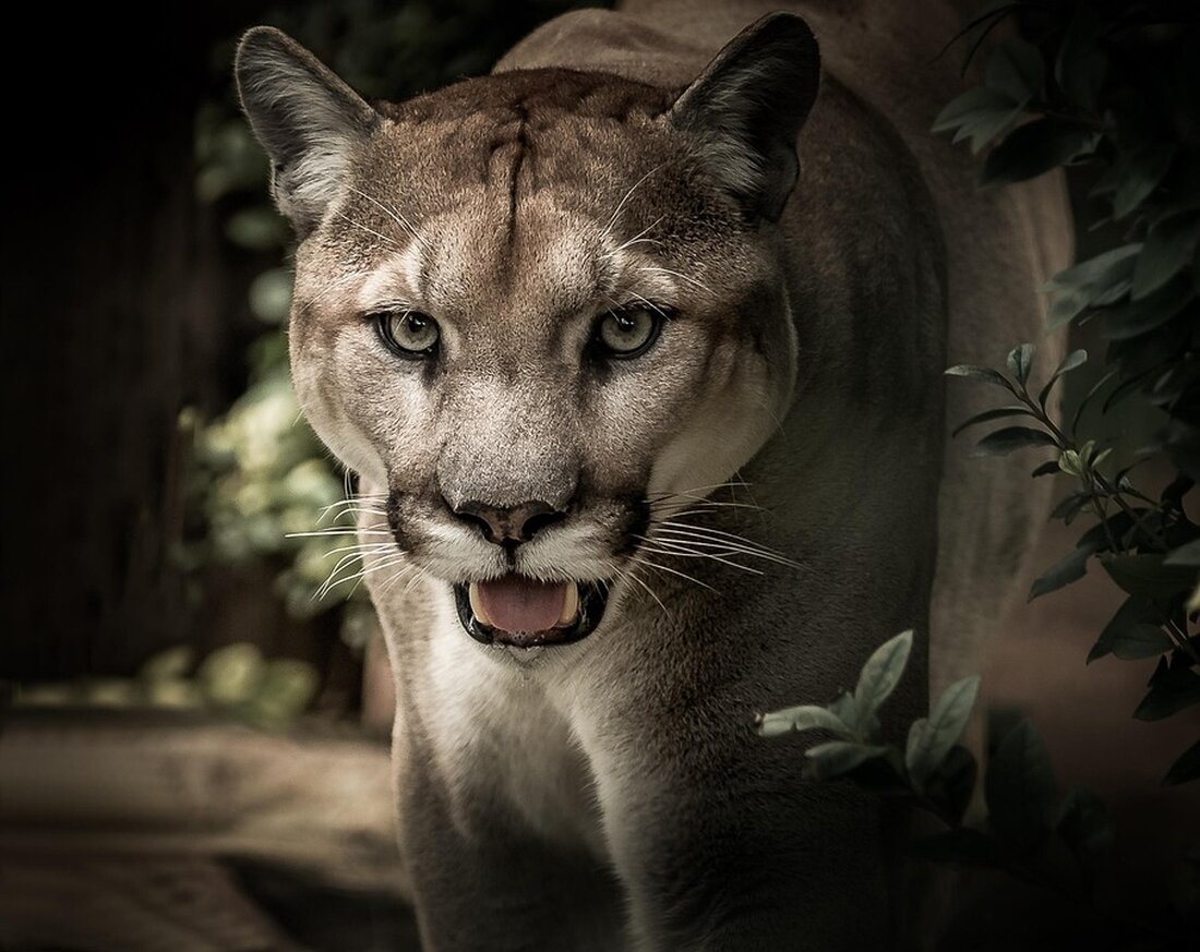 Puma präsentiert am 25. Mai den neuen „Bollenhut“-Sneaker, inspiriert vom Schwarzwald, zur Stärkung des regionalen Tourismus.