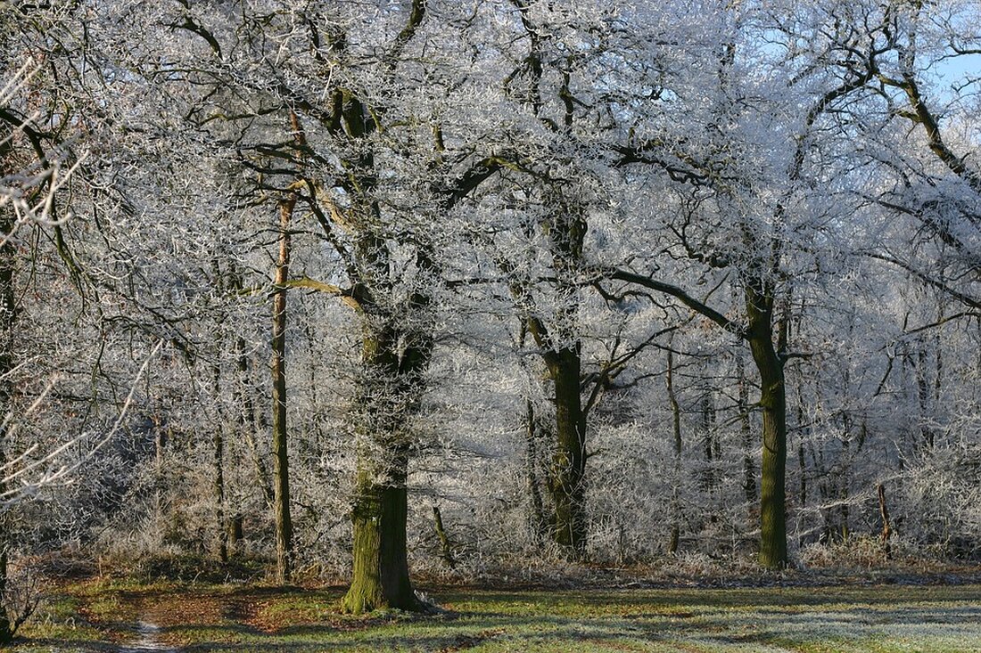 Der Niederrhein-Tourismus boomt 2026 mit über 3 Millionen Übernachtungen, profitiert vom Reisemobil-Trend und stärkt die Region.