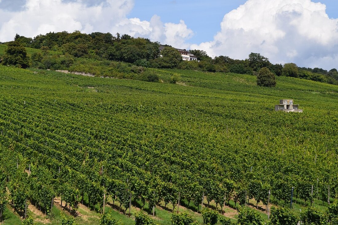 Entdecken Sie die Weinvielfalt, historische Schlösser, Wanderparadiese und kulinarische Highlights im Rheingau-Taunus-Kreis – ein ideales Ziel für Familien und Kulturfreunde!