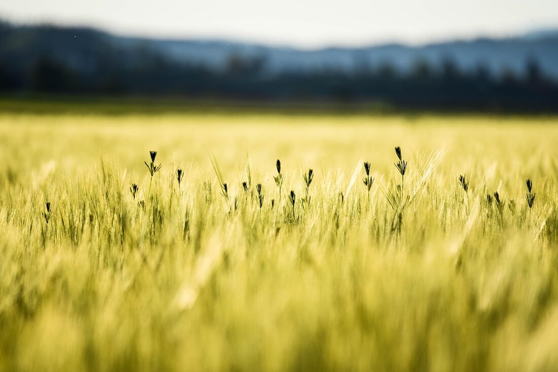 Österreicher:innen planen trotz Inflation einen Sommerurlaub 2025, bevorzugen Auslandsreisen und Wahl von Verkehrsmitteln.