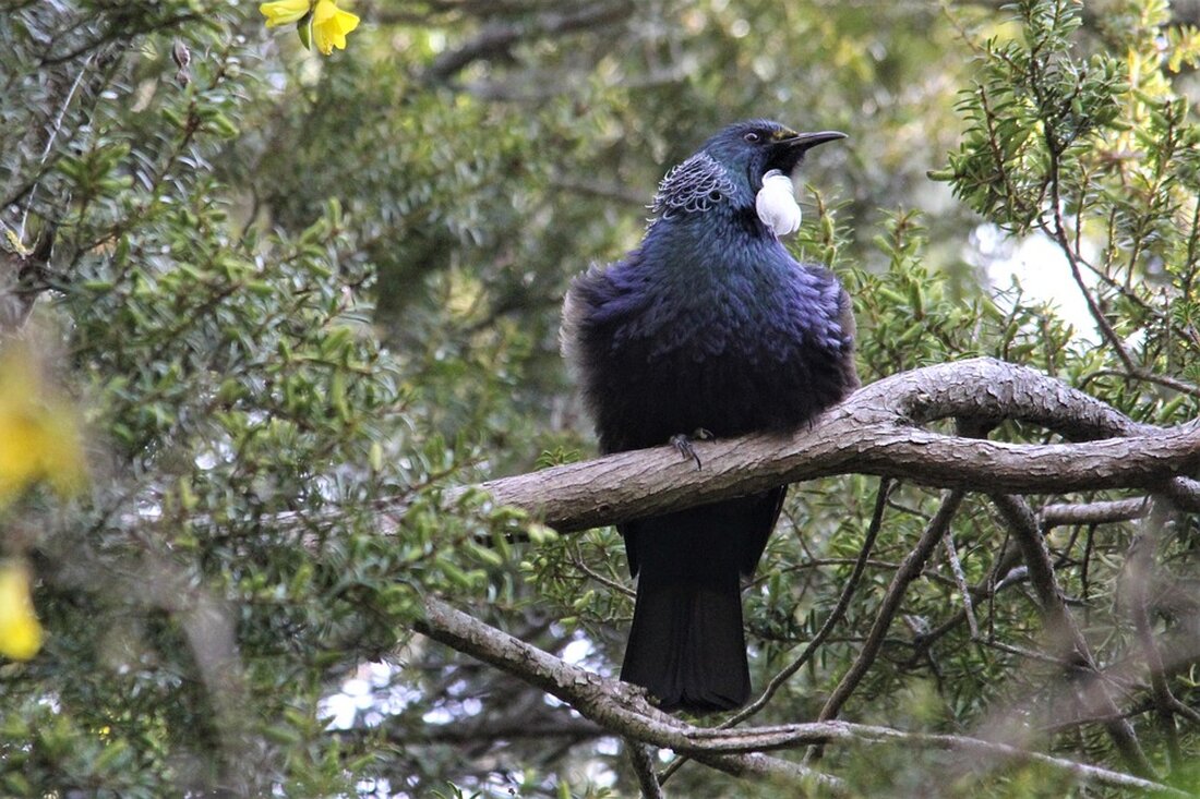 TUI berichtet am 15.05.2025 über Umsatzsteigerungen im Kreuzfahrtsegment, aber auch über Herausforderungen bei Buchungen und Preisen.