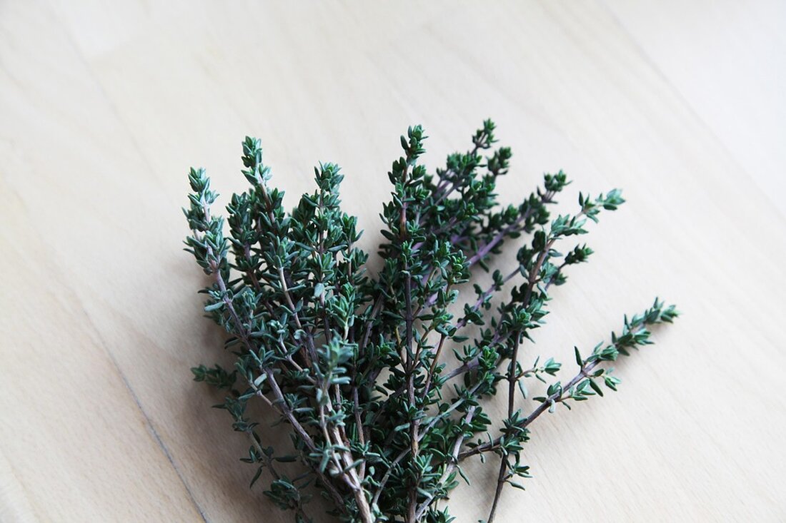 Erfahren Sie, wie Thymian und Lavendel in Gärten und Workshops zur Heilung und Kulinarik eingesetzt werden, und entdecken Sie Edelflieder.