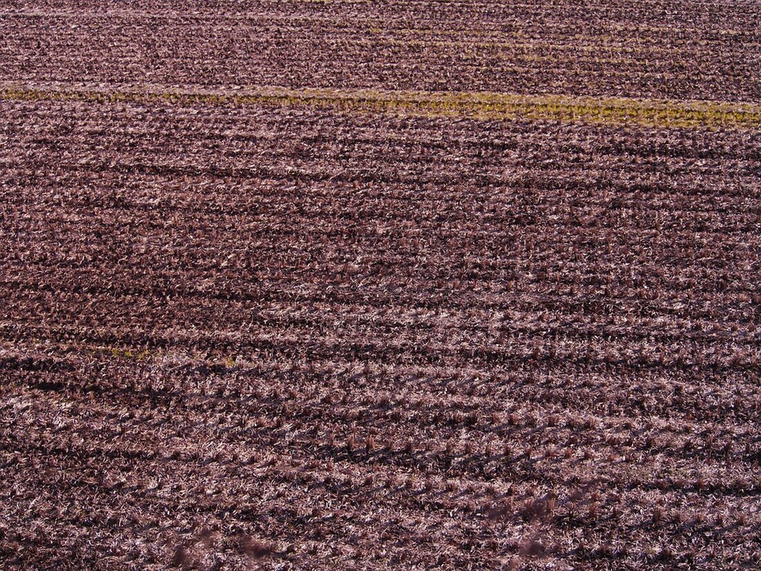 Tochigi verzeichnete 2024 einen Touristenrekord dank Gyoza und neuer Straßenbahn. Utsunomiya und internationale Besucher boomen.