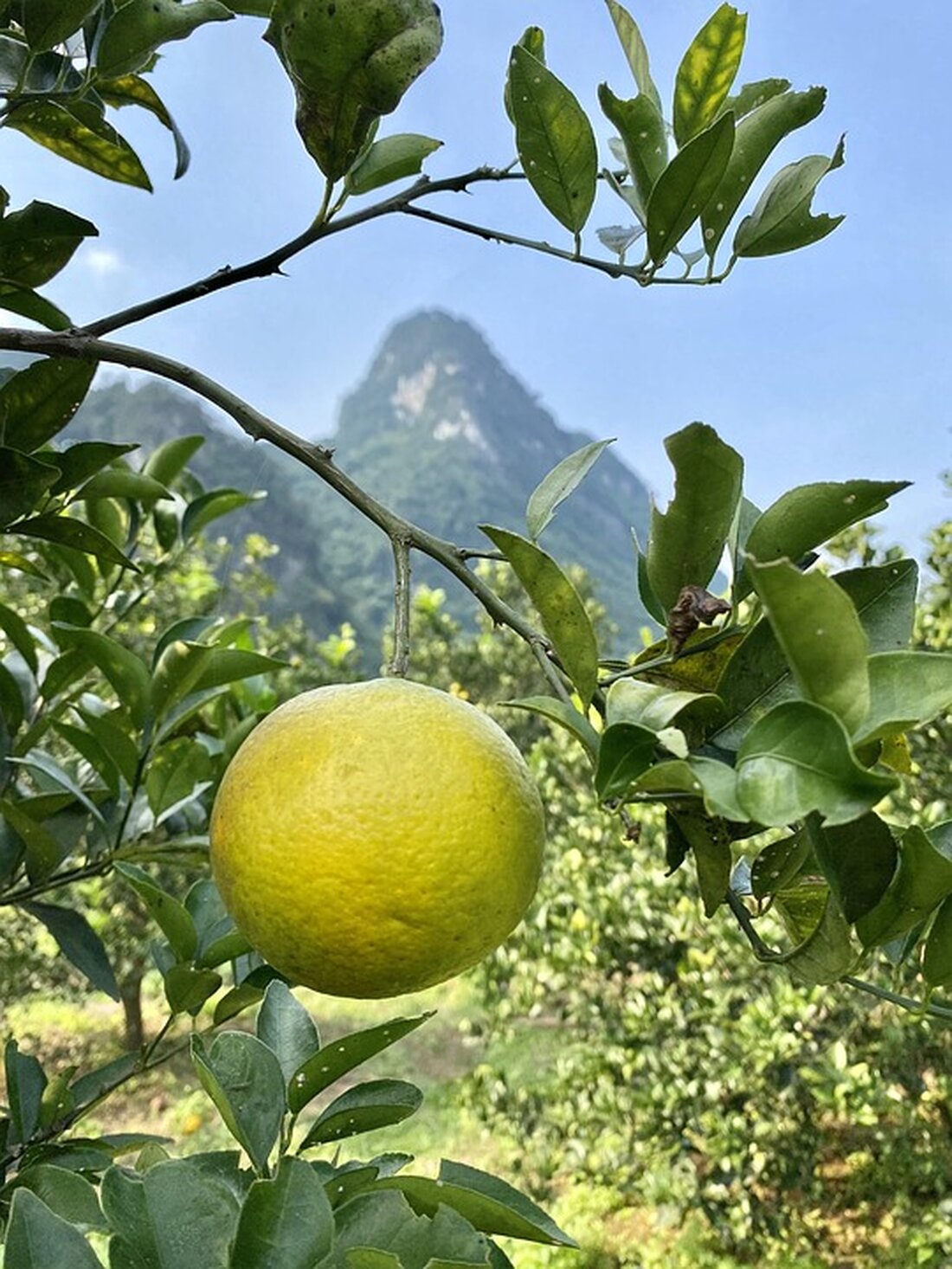 Am 17. Mai 2025 fand in Nghe An ein Seminar zur Förderung des Tourismus statt, an dem wichtige Akteure der Branche teilnahmen.