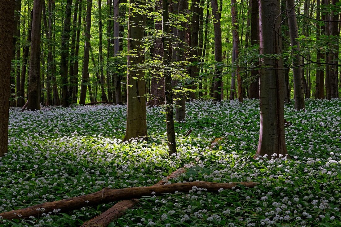 Entdecken Sie die Naturwunder, historischen Burgen und kulinarischen Spezialitäten im Unstrut-Hainich-Kreis. Erleben Sie Abenteuer und kulturelle Feste!