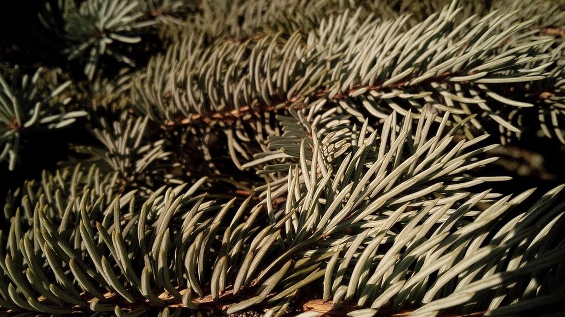 Anna überrascht ihren Bruder Eric mit einer Reise nach Beverly Hills. Diese gemeinsame Erfahrung stärkt ihre Beziehung nach Jahren der Distanz.