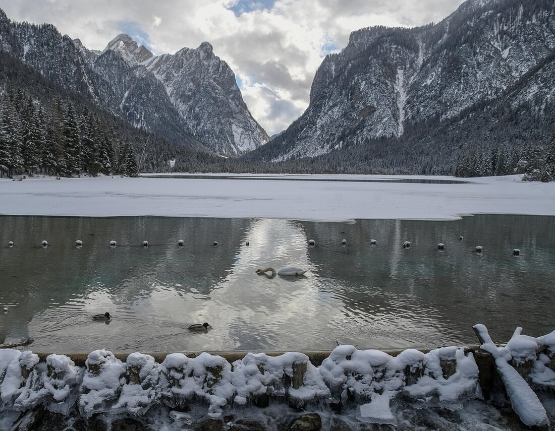 Urlauber filmen Wolf am Toblacher See in Südtirol. Sichtung löst Diskussion über Schutzmaßnahmen und Tierkonflikte aus.