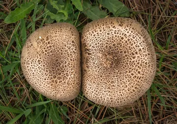 Entdecke die Alpen: Vortrag zur berühmtesten Mont Blanc-Tour!