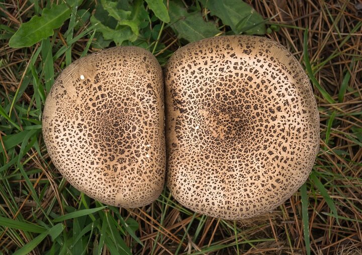 Entdecke die Alpen: Vortrag zur berühmtesten Mont Blanc-Tour!