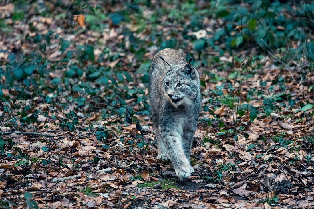 Entdecken Sie die Sehenswürdigkeiten von Pforzheim Pforzheim ist eine wunderschöne Stadt im Südwesten Deutschlands, die eine Vielzahl von Sehenswürdigkeiten zu bieten hat. Von historischen Gebäuden über schöne Parks bis hin zu Museen und Kunstgalerien ist für jeden etwas dabei. In diesem Reiseführer werden wir einige der beliebtesten Sehenswürdigkeiten von Pforzheim vorstellen und Ihnen helfen, Ihren Besuch zu planen. Pforzheimer Schmuckmuseum Das Pforzheimer Schmuckmuseum ist ein Muss für jeden, der die Stadt besucht. Es beherbergt die weltweit größte Sammlung von Schmuck aus der Zeit des Barock und des Rokoko. Hier können Besucher auch die beeindruckende Sammlung von Schmuckstücken aus der Renaissance …