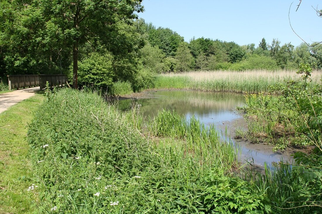Elmshorn: Eine Region voller Sehenswürdigkeiten Elmshorn ist eine wunderschöne Region in Schleswig-Holstein, die viele Sehenswürdigkeiten zu bieten hat. Die Region liegt im nördlichen Teil Deutschlands und ist bekannt für ihre pittoresken Landschaften und historischen Gebäude. Es gibt viele verschiedene Aktivitäten, die man in der Region unternehmen kann, von einem Spaziergang durch die malerischen Dörfer bis hin zu einer Bootstour auf dem See. Wenn Sie sich für die Sehenswürdigkeiten in Elmshorn interessieren, haben wir einige der besten Orte zusammengestellt, die Sie auf Ihrer Reise besuchen sollten. Kastanienbaum Der Kastanienbaum ist ein Symbol für Elmshorn und eine der ältesten Sehenswürdigkeiten der Region. …