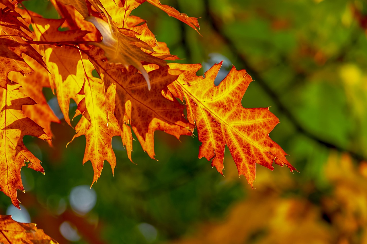 Warum ist der Herbst die ideale Reisezeit für einen Ferienhaus-Urlaub in Dänemark?