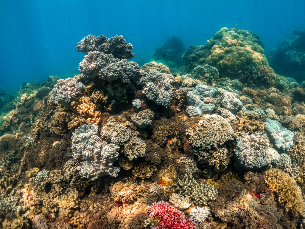 Korallenflecken der Frankland-Inseln