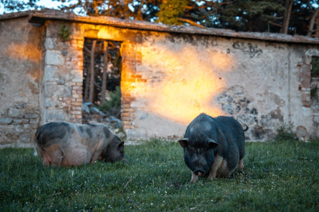 Schweine in Montenegro