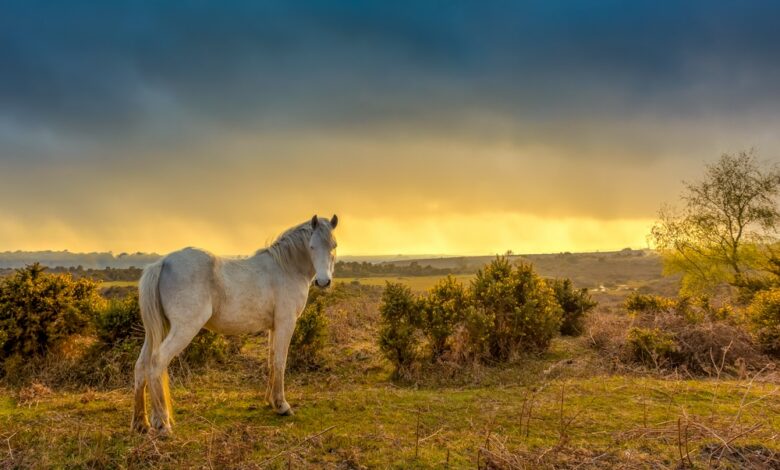 best hikes in New Forest national park lead image