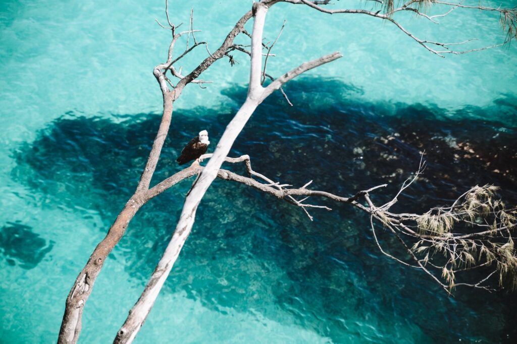 Adler, der über kristallblauem Wasser in Stradbroke Island ruht 