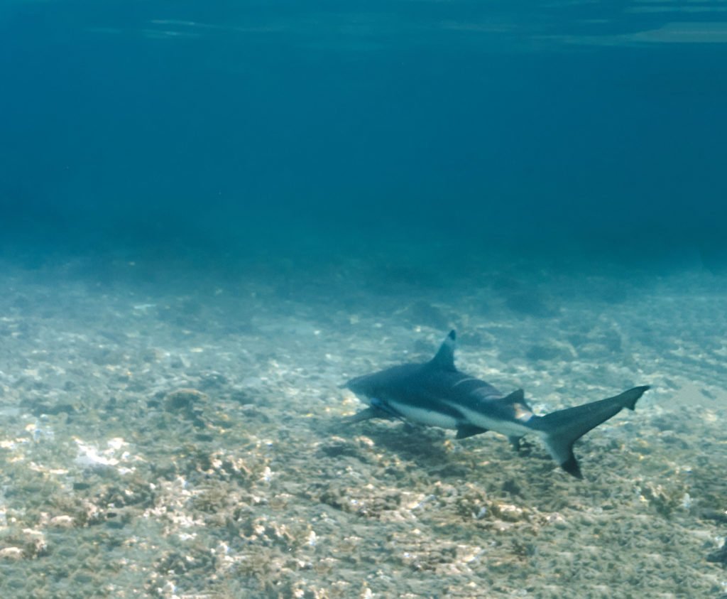 Schwarzspitzen-Riffhai in Shark Bay Koh Tao Thailand