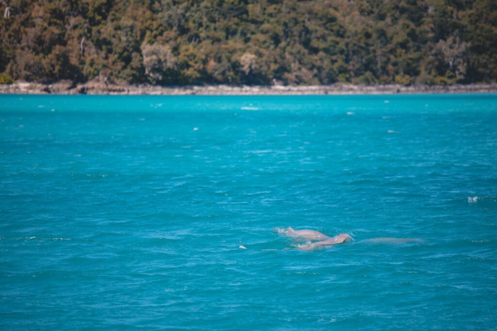 SEGELPROTOKOLL WOCHE 5 AIRLIE BEACH NACH TOWNSVILLE DOLPHINS
