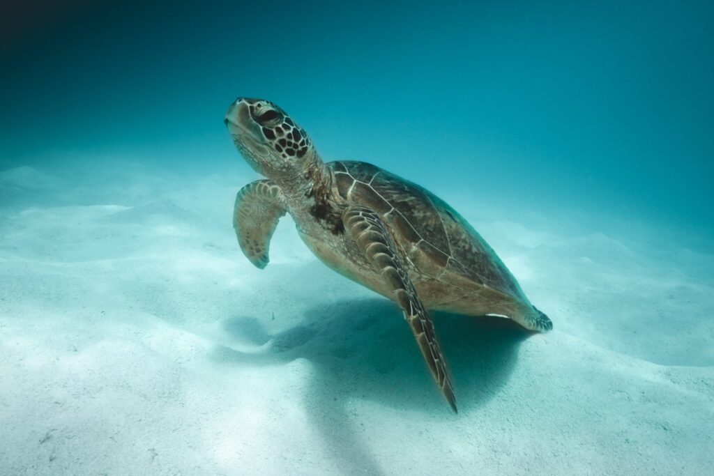 Schildkröte bei Green Island Cairns