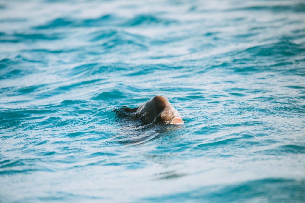 Fledermausfische auf den Low Isles füttern