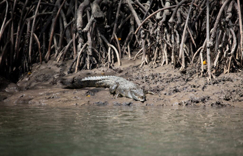 Krokodil in Port Douglas