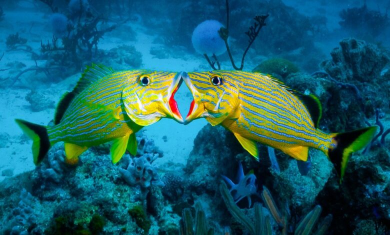 Grunt fish duel for mates at one of the best dive sites in Aruba